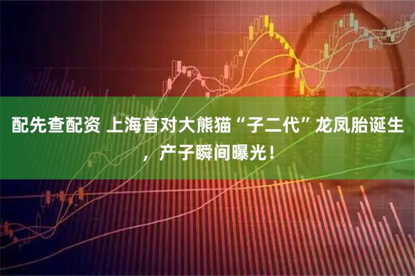 配先查配资 上海首对大熊猫“子二代”龙凤胎诞生，产子瞬间曝光！